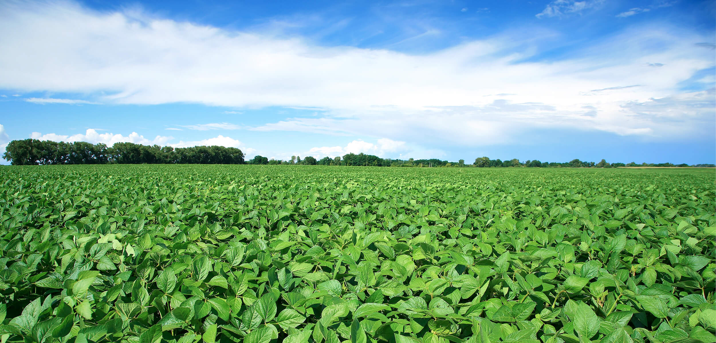 Купить Семена Сои В Орловской Области